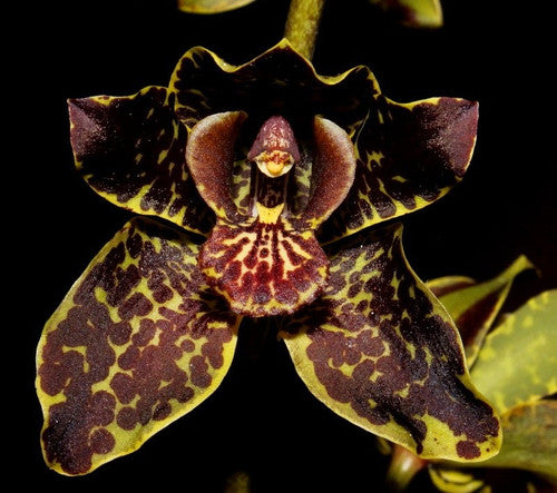 Grammatophyllum Jumbo Grand 'Pakkret' (PK)