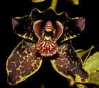 Grammatophyllum Jumbo Grand 'Pakkret' (PK)