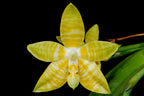 Phalaenopsis amboinensis var. flava stem prop (RARE SPECIES - Fragrant)