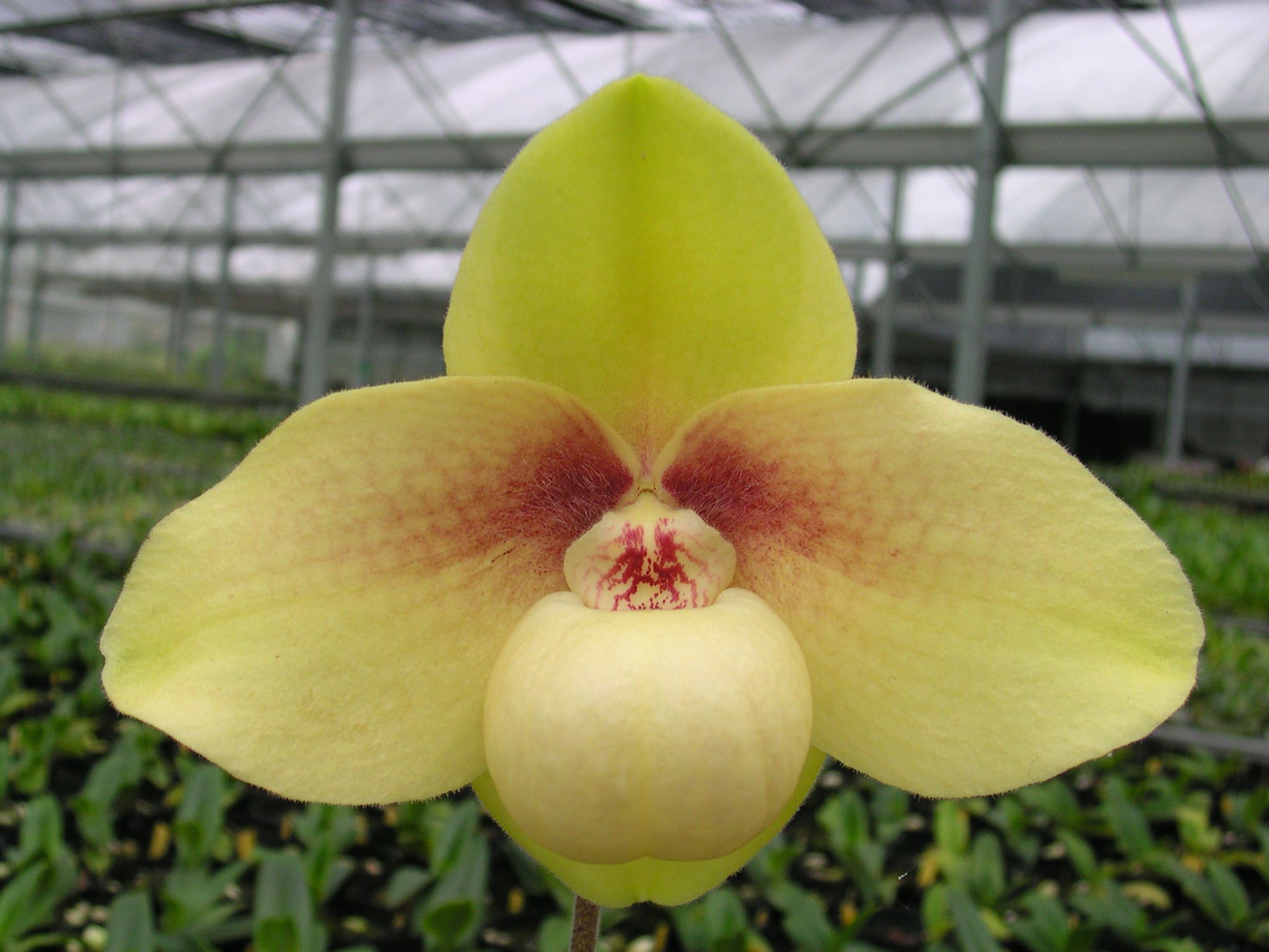 Paphiopedilum hangianum ('Haur Jih 48 Big Round' x 'Haur Jih 126 Dorsal 7 Pouch')