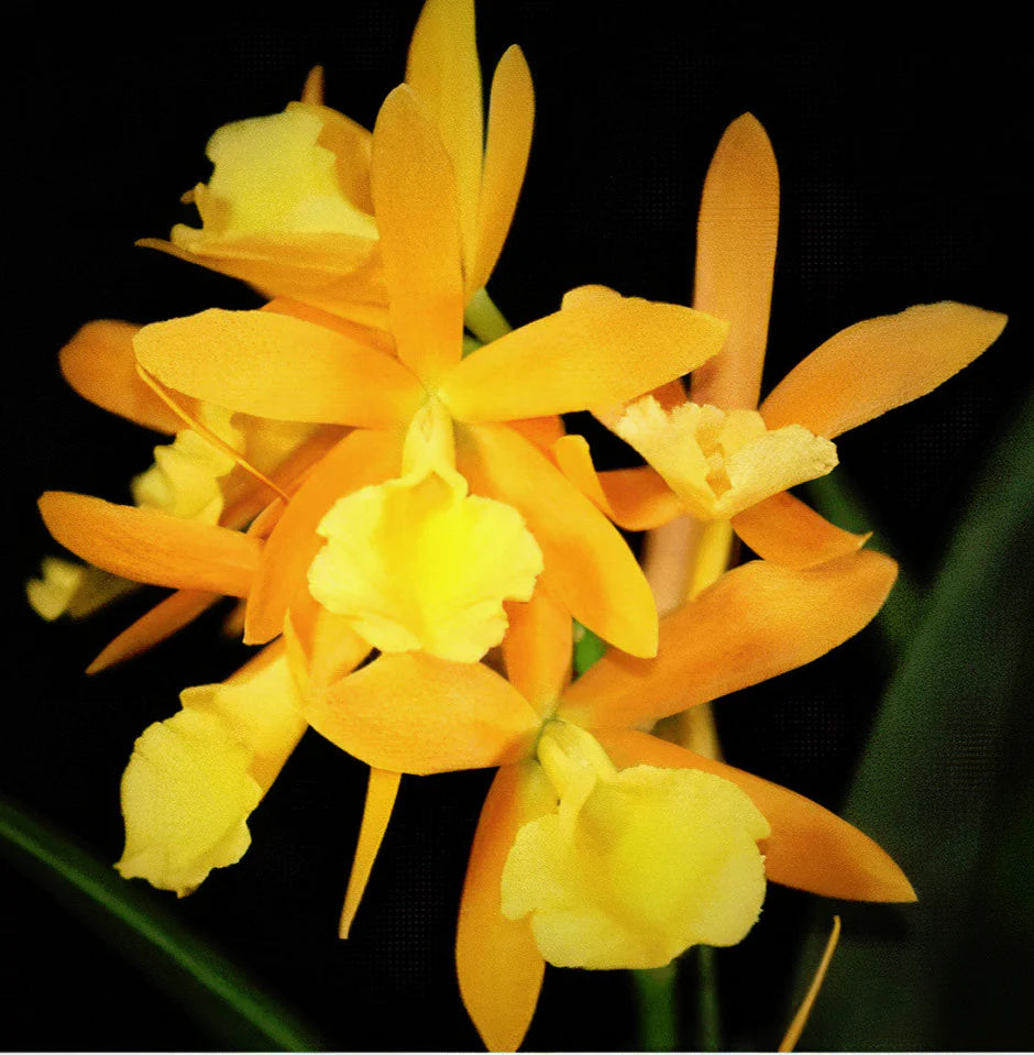 COMBO OF 10 CATTLEYA SEEDLINGS
