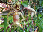 Paphiopedilum Shin-Yi Sanders (Michael Koopowitz x philippinense)