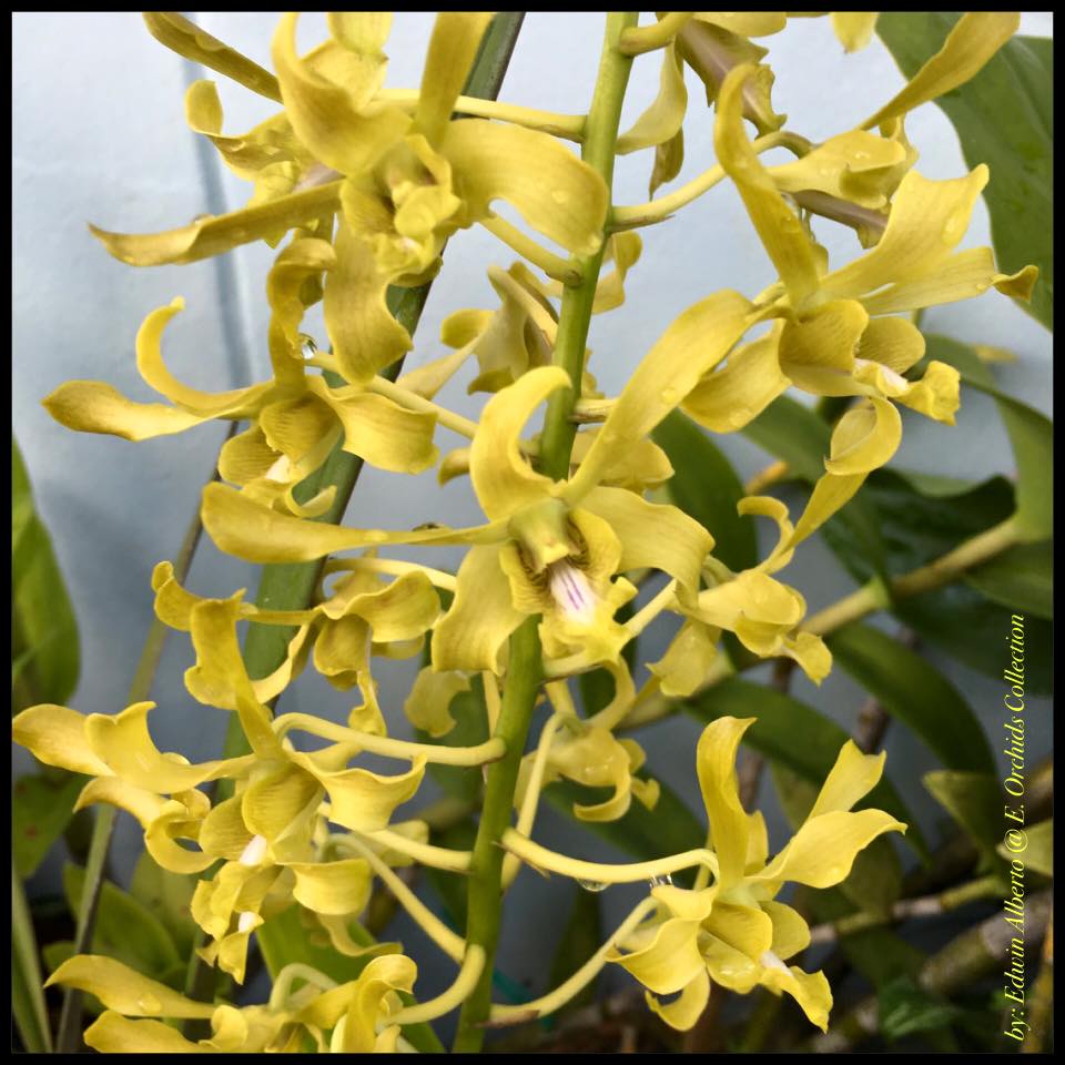Dendrobium Chan- Chao (Mericlone) Main image