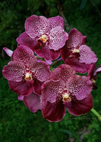 Vanda Chantra (Hybrid Flask - Whiskey Bottle) ex Thailand