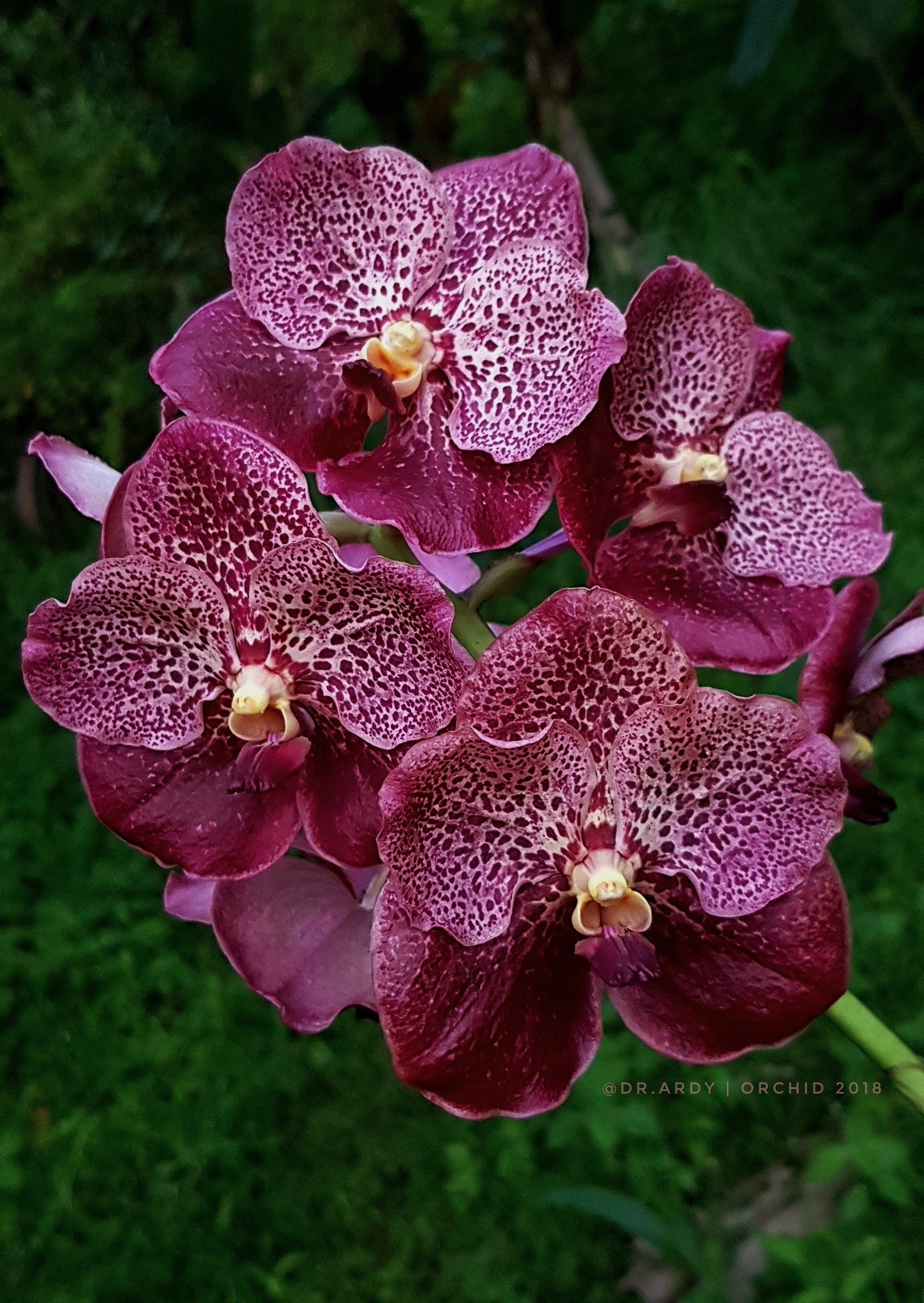 Vanda Chantra (Hybrid Flask - Whiskey Bottle) ex Thailand