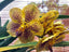 Vanda Doctor Leopard MC