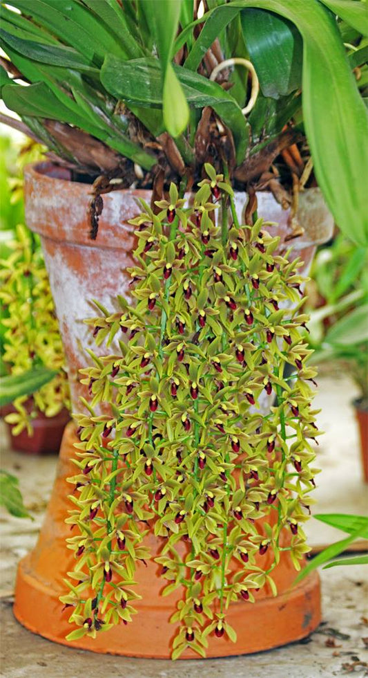 Cymbidium (Pied Piper x Cricket) 'Newbold Huston St'