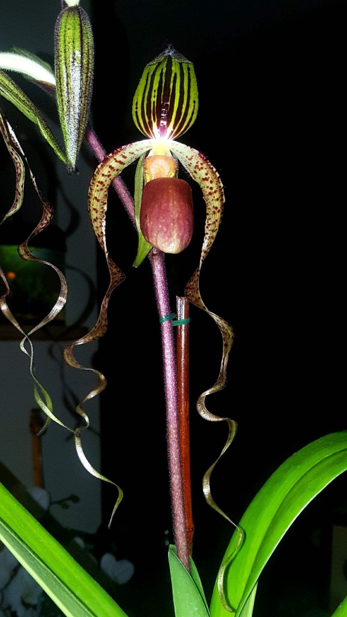 Paphiopedilum Chiu Hua Dancer (gigantifolium x sanderianum)