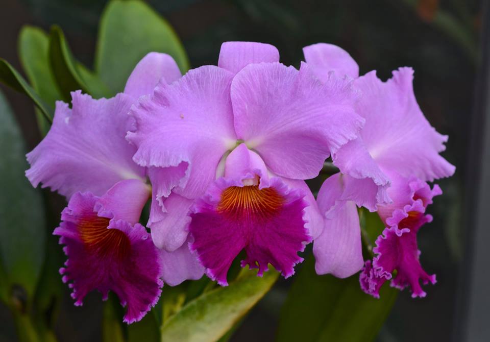 Cattleya Bonanza Queen 'Panamint' MC Main image