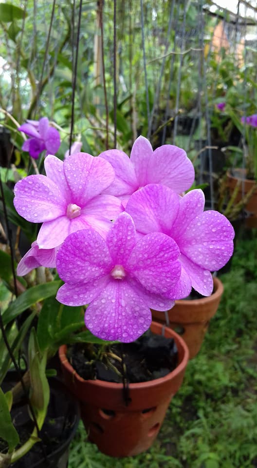 Dendrobium D'Bush Pansy (Mericlone) Main image