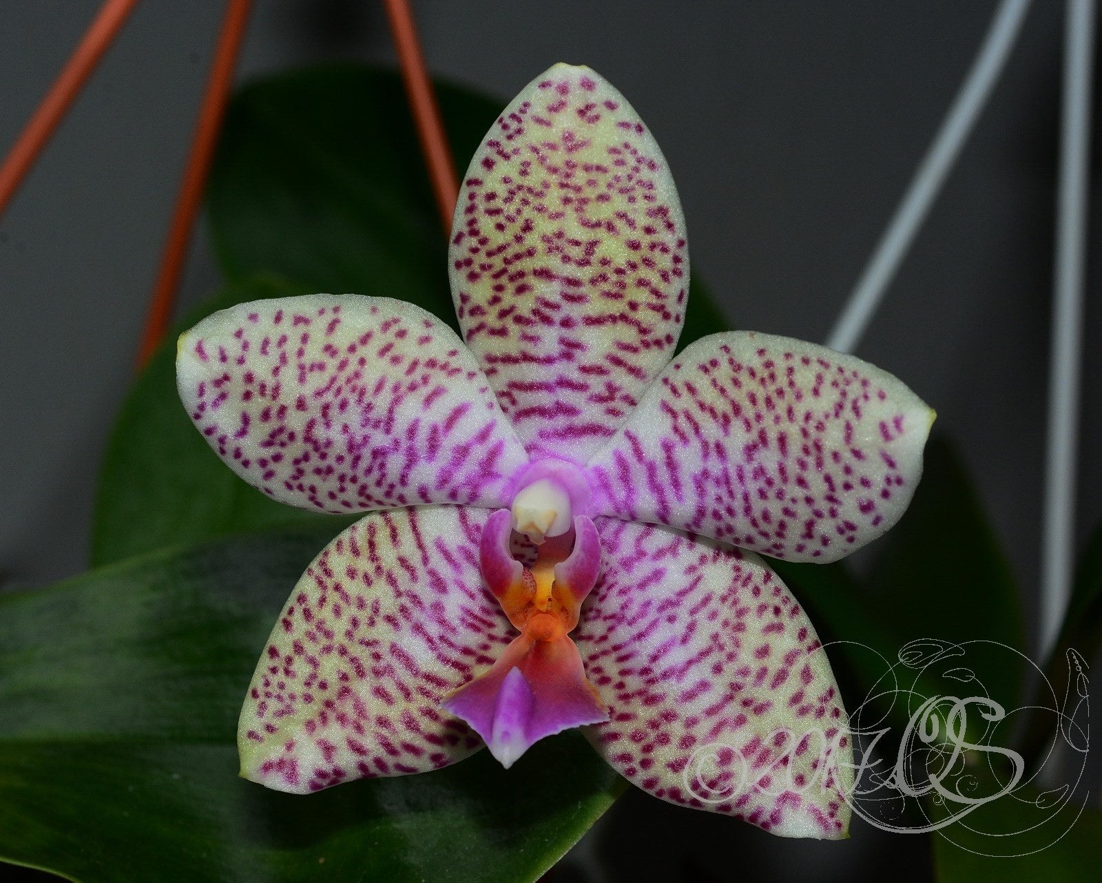Phalaenopsis Samba × Phalaenopsis Misty Green
