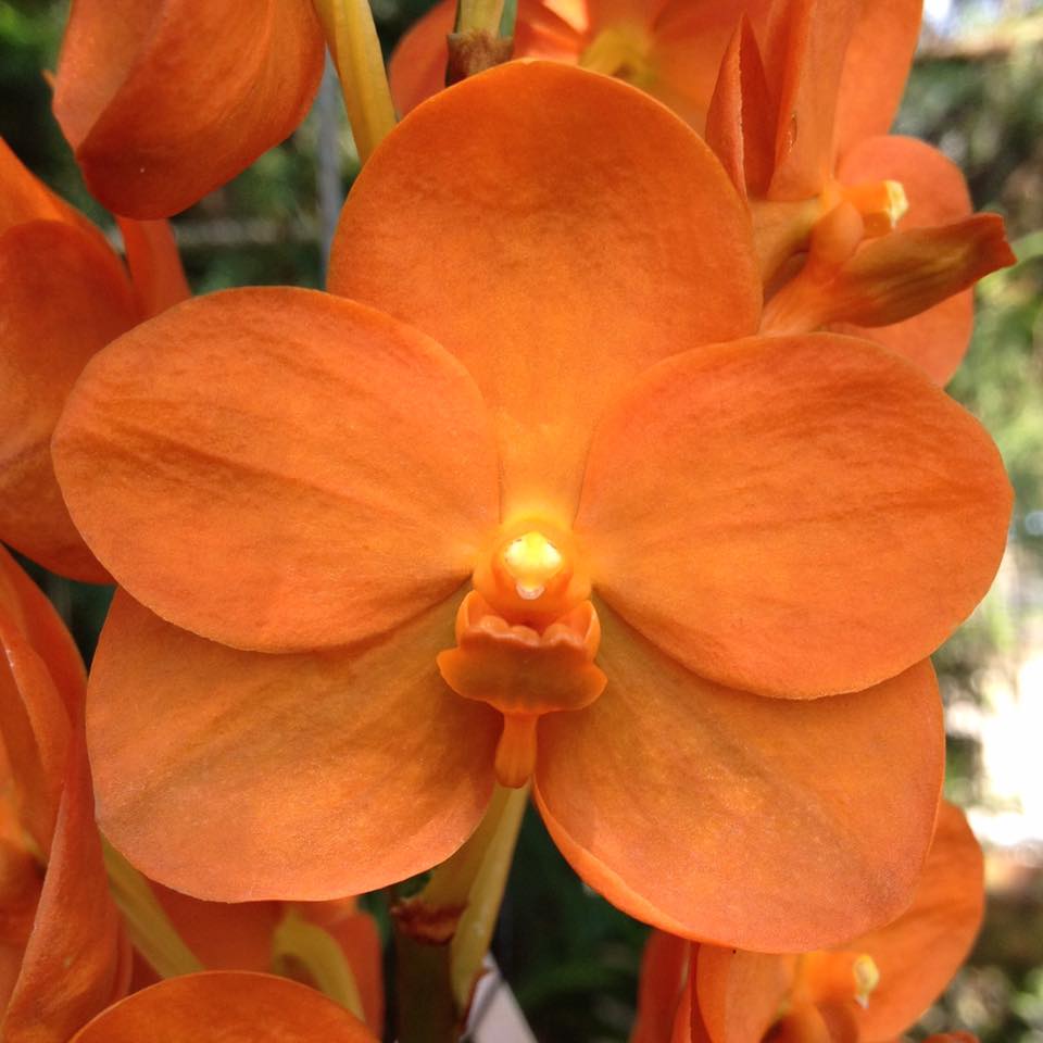 Vanda Brighton's Gold