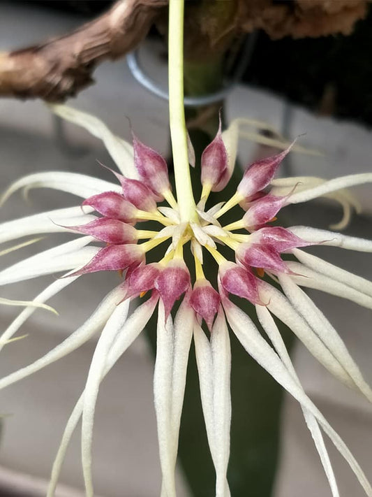 Bulbophyllum Worayuth White Fang (Bulb. lepidum × Bulb. medusae)