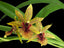 Propetalum Kiwi Leopard 'Spots' x 'Yellow' (Flowering Size)