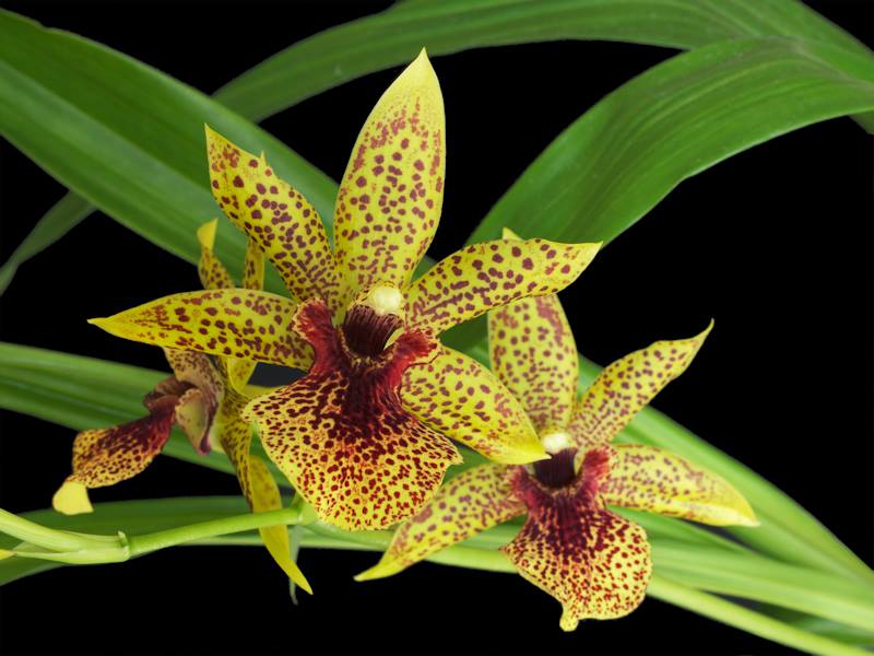 (IN FLOWER NOW) Propetalum Kiwi Leopard 'Spots' x 'Yellow' Main image