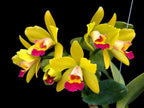 Cattlianthe Jiara Star