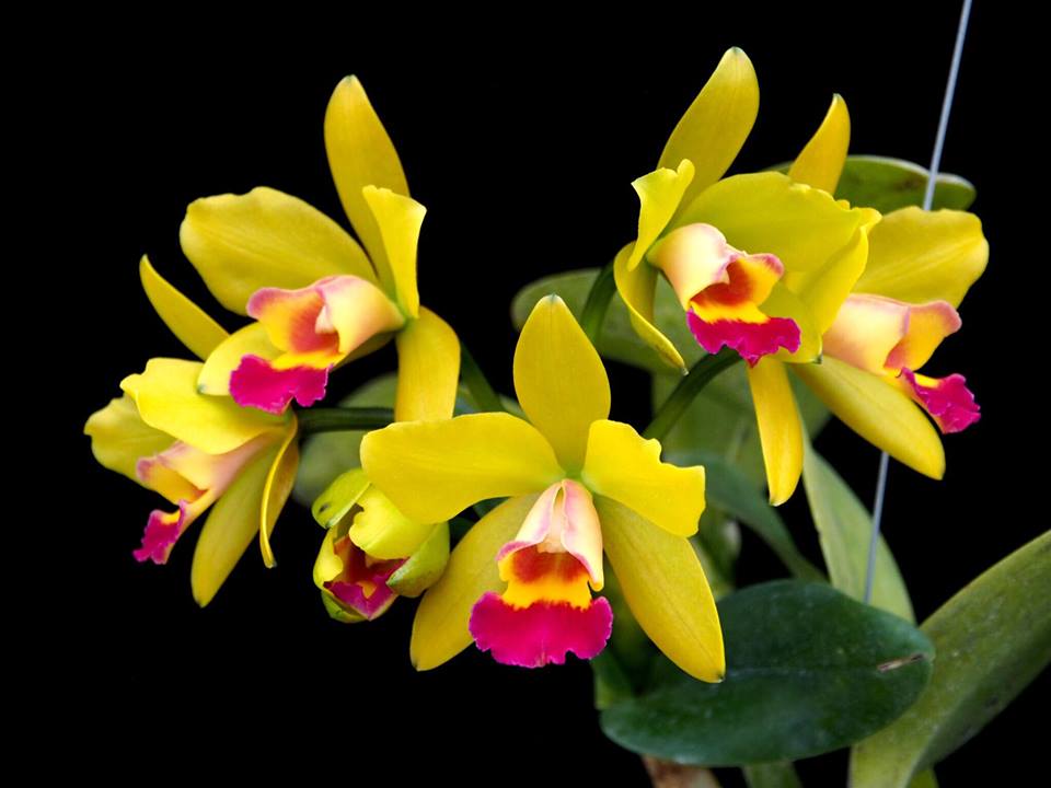 COMBO OF 10 CATTLEYA SEEDLINGS Main image