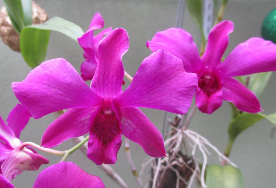 Dendrobium Ekapol Main image