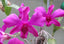 Dendrobium Ekapol