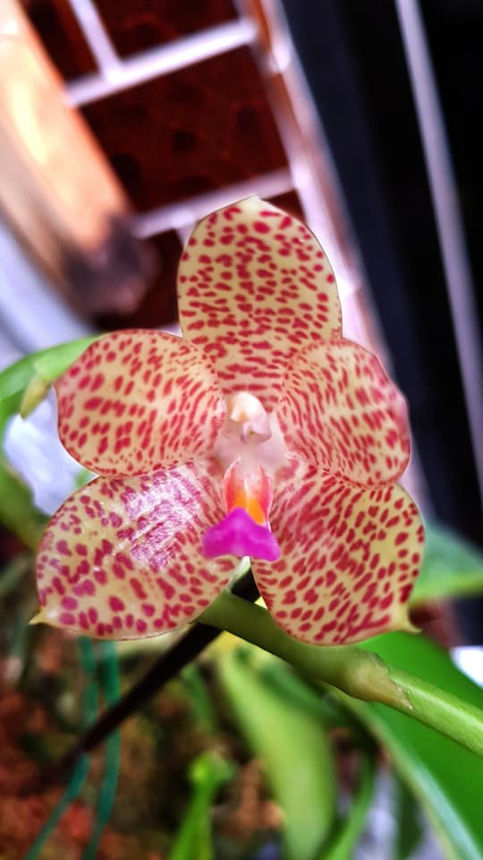 Phalaenopsis javanica x gigantea (FLOWERING SIZE) Main image