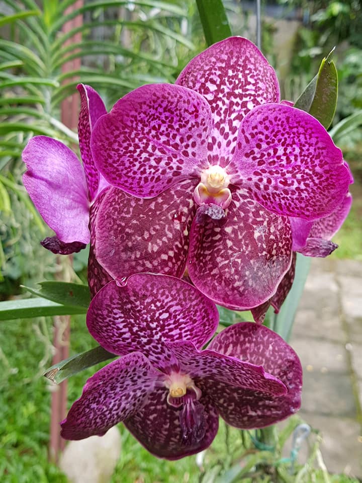 Vanda Kru Chom 'Red Butterfly' MC