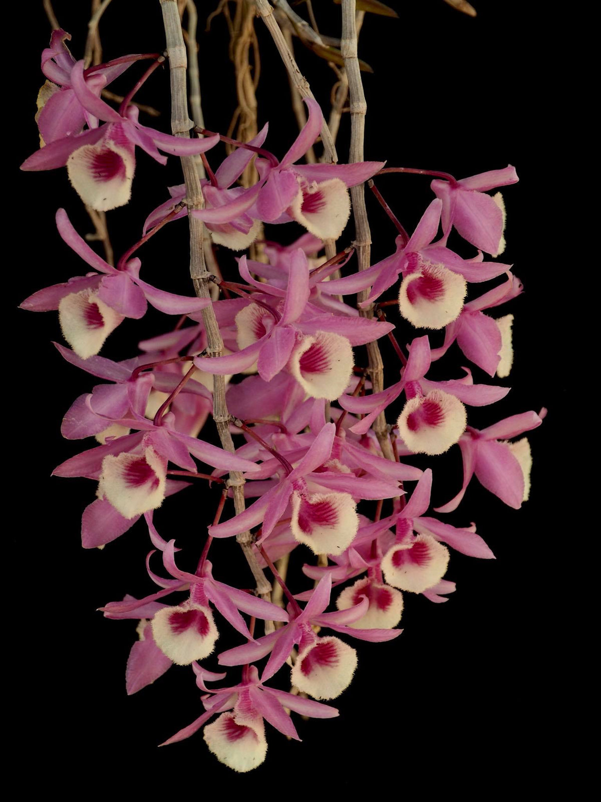 Dendrobium Mackay Parish