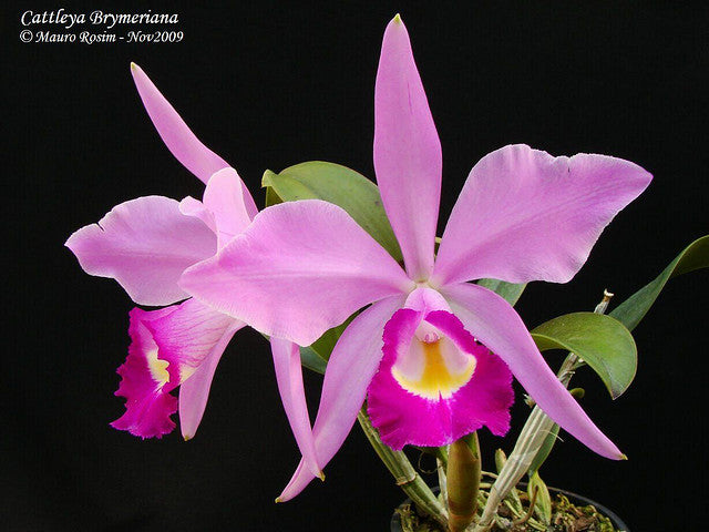 Cattleya Brymeriana (eldorado x violacea coerulea) Main image