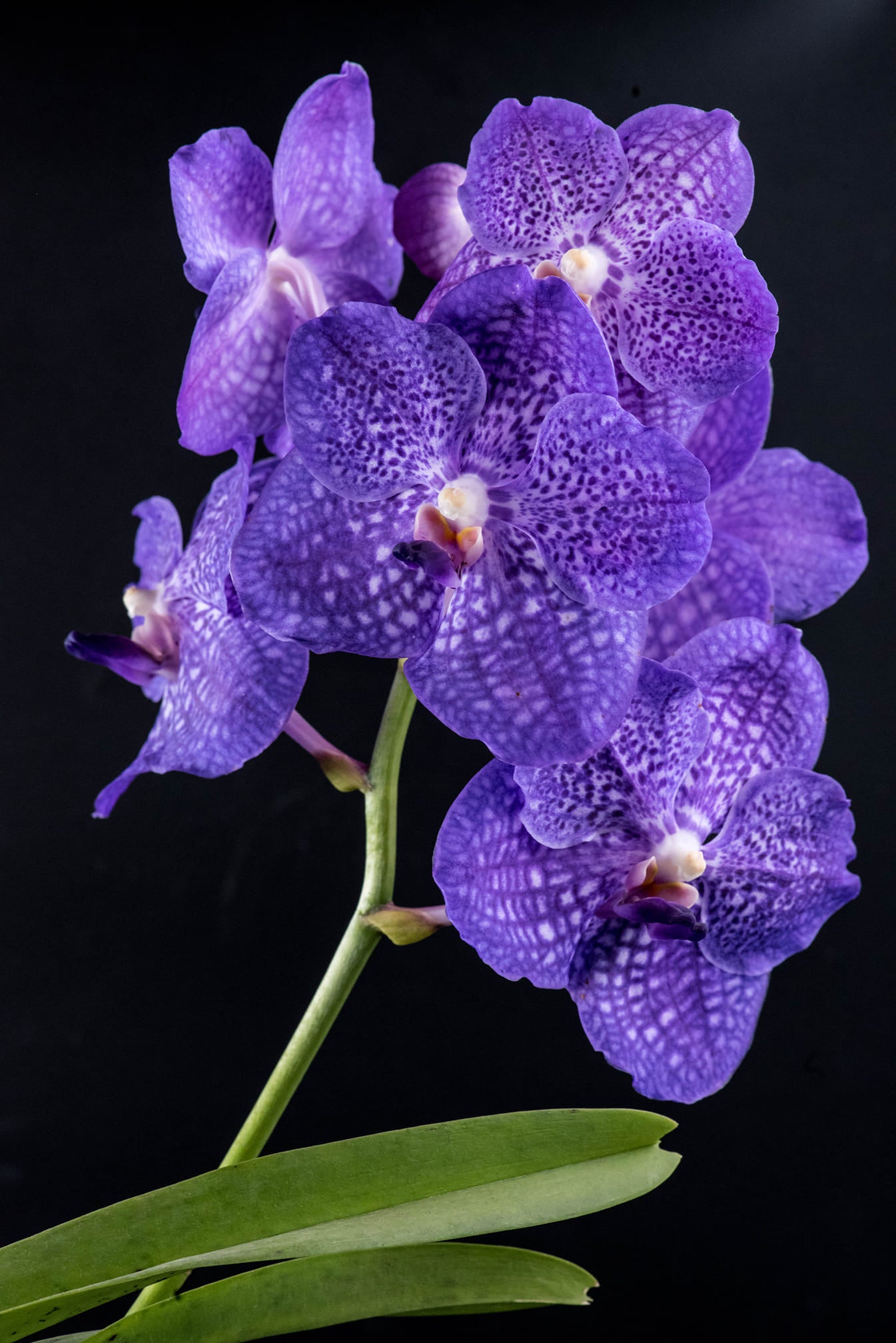 Vanda Somsri Glory 'Blue' Main image