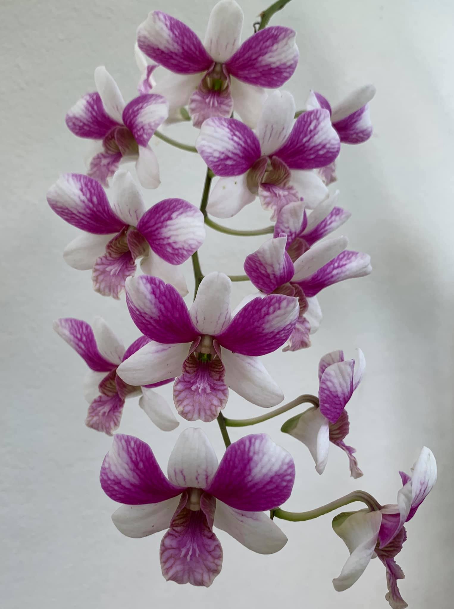 Dendrobium Triple Fantasy (Mericlone) Main image
