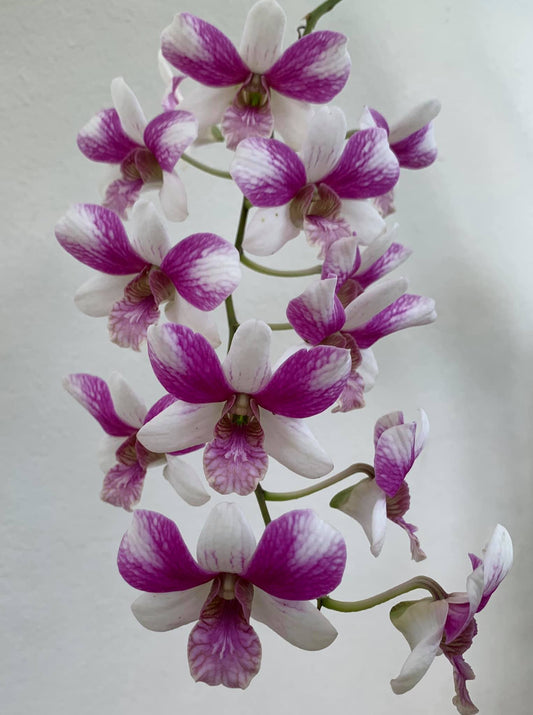 Dendrobium Triple Fantasy (Mericlone)