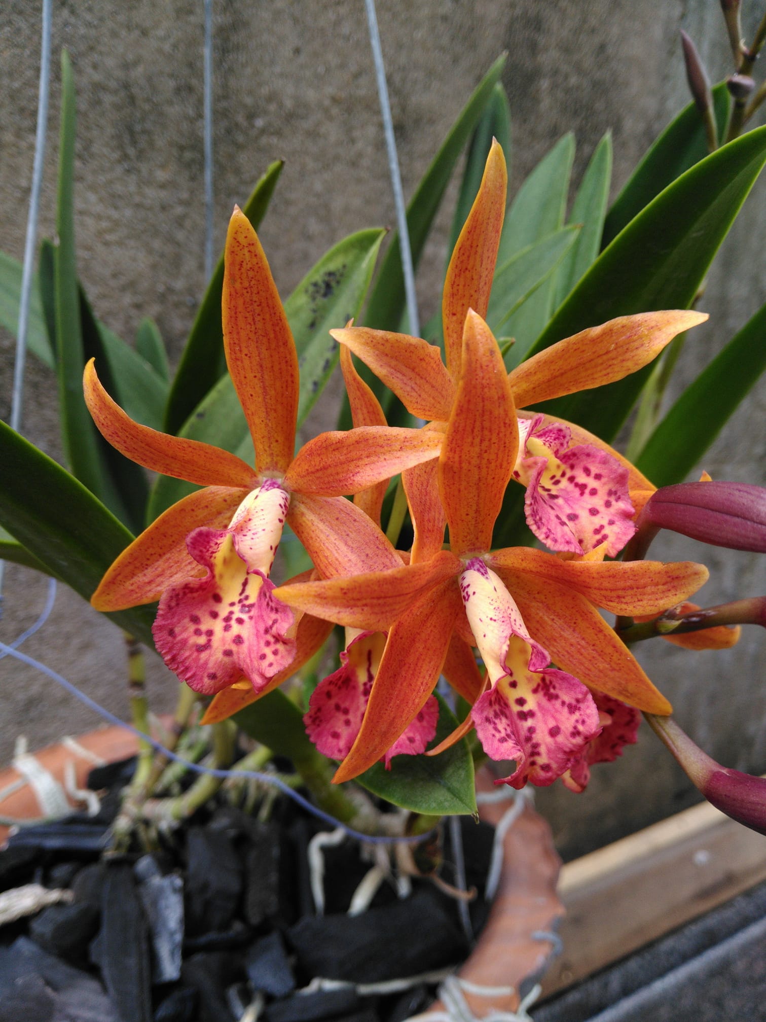 Brassocattleya Rustic Spots