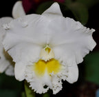 COMBO OF 10 CATTLEYA SEEDLINGS