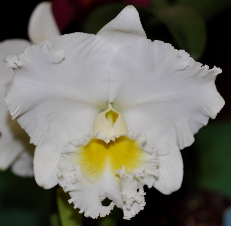 COMBO OF 10 CATTLEYA SEEDLINGS