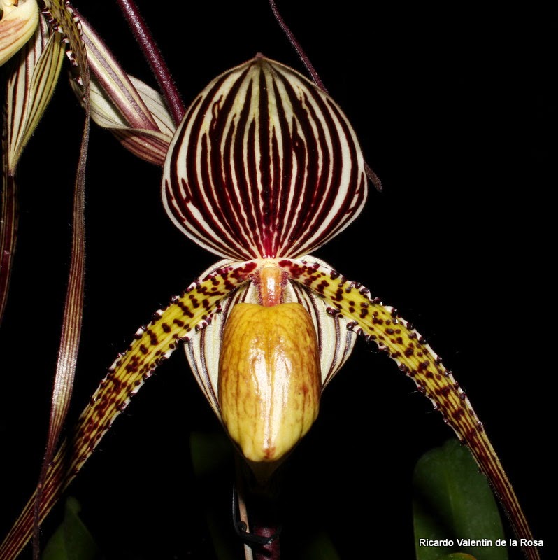 Paphiopedilum Saint Swithin (philippinense x rothschildianum)
