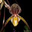 Paphiopedilum Saint Swithin (philippinense x rothschildianum)