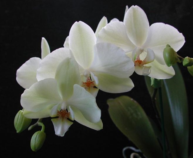 Phalaenopsis Samba × Phalaenopsis Misty Green