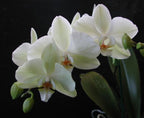 Phalaenopsis Samba × Phalaenopsis Misty Green