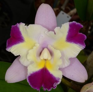 Rlc. Paradise Supernova MC Main image