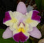 Rlc. Paradise Supernova MC
