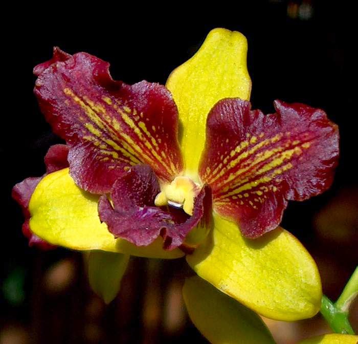 Dendrobium Thongchai Gold 'Splash' Main image