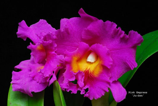 Rlc. Pink Empress MC