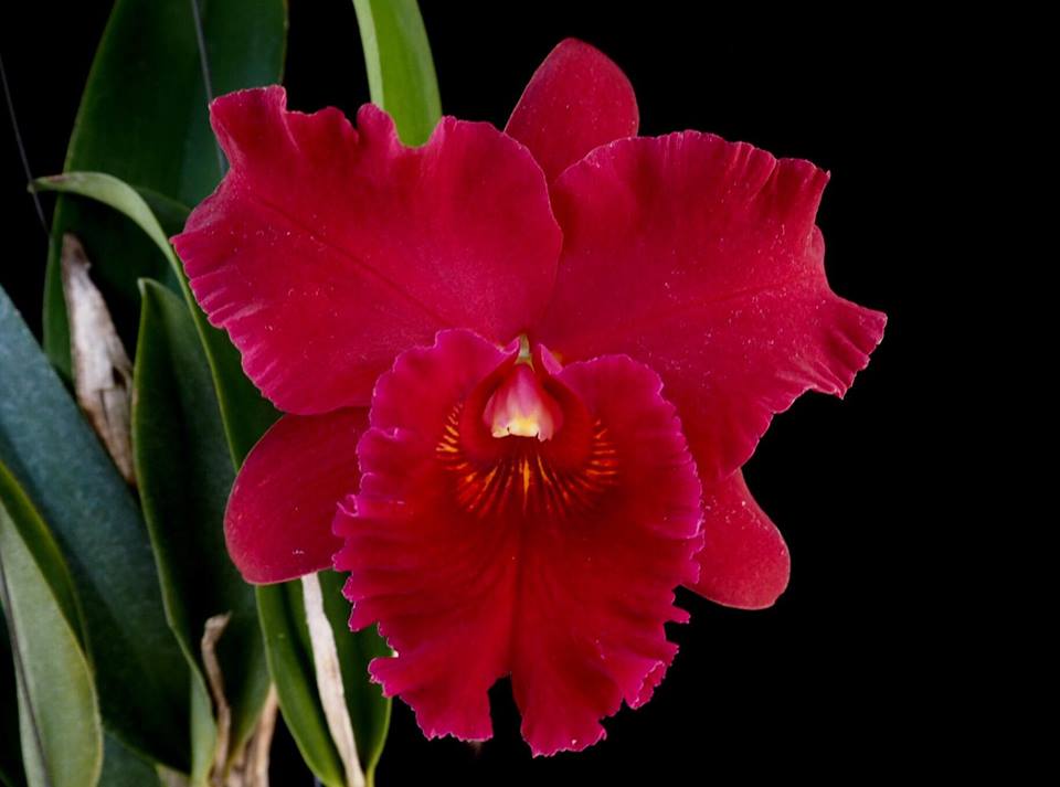 Rhyncholaeliocattleya Hey Song (Flask, ex Thailand)
