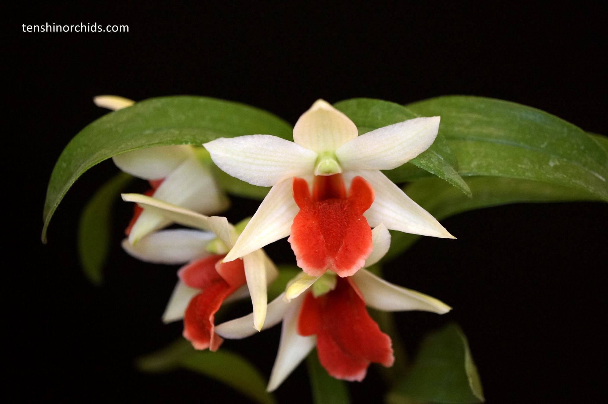 Dendrobium Hsinying Frostymaree (MC) (Hybrid Flask - Conical) ex Taiwan Main image
