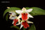 Dendrobium Hsinying Frostymaree (MC) (Hybrid Flask - Conical) ex Taiwan