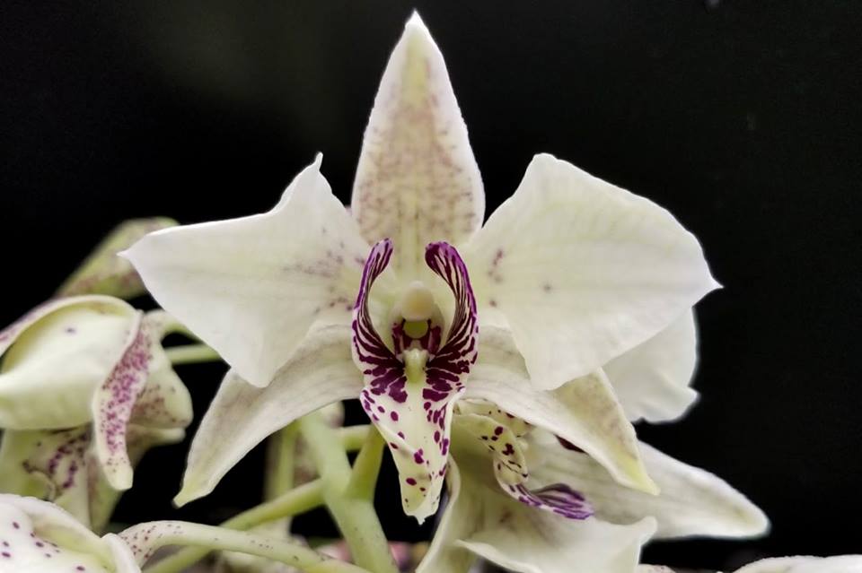 Dendrobium rigidifolium x Roy Tokunga (IN BUDS NOW)