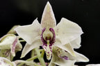 Dendrobium rigidifolium x Roy Tokunga