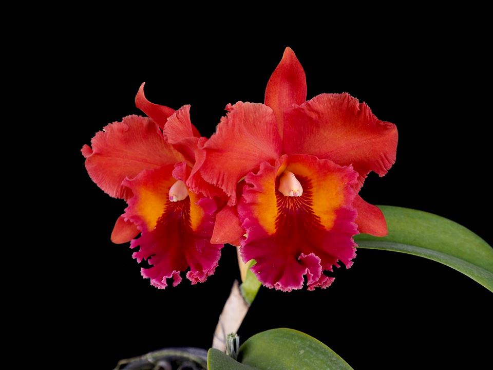 Rlc. Nakornchaisri Red (Hybrid Flask - Whiskey Bottle) ex Thailand