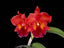 Rlc. Nakornchaisri Red (Hybrid Flask - Whiskey Bottle) ex Thailand
