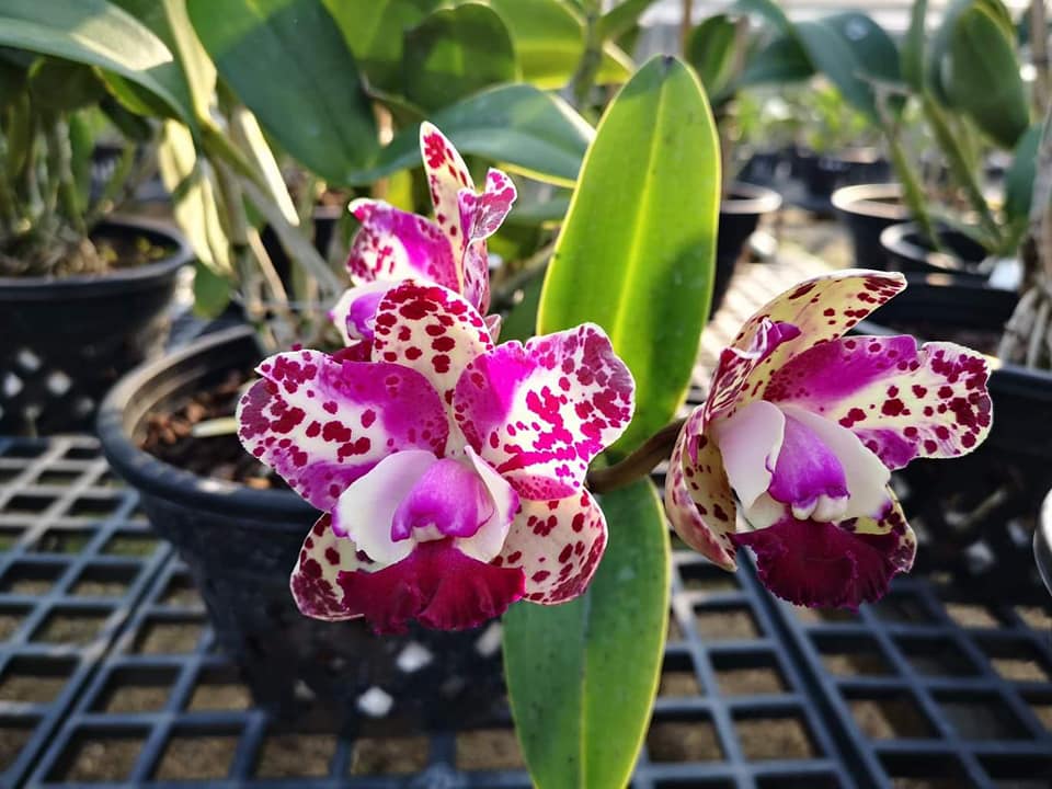 Rhyncholaeliocattleya Da-She Cognac (HIghly Fragrant)