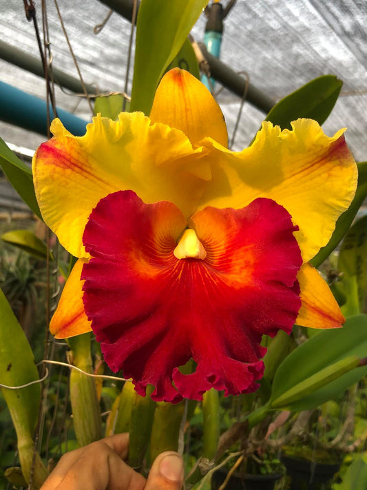 Rhyncholaeliocattleya Siam Delight